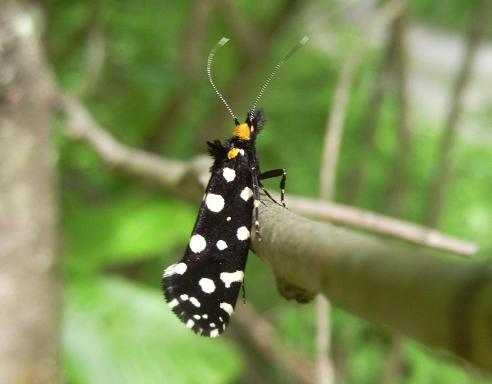 Piccola ma meravigliosa falena: Euplocamus anthracinalis